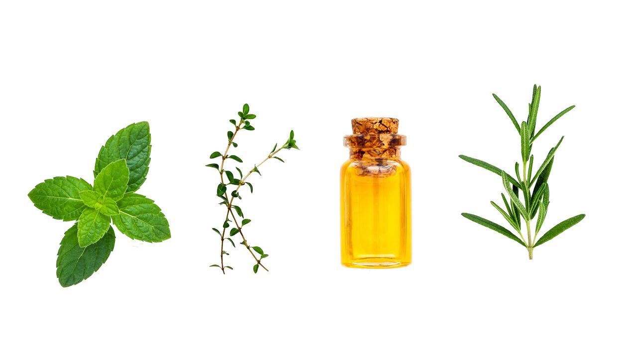 mint, cinnamon and eucalyptus essential oils